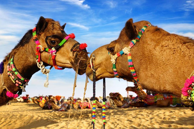 geschmückte Kamel Festival in Bikaner, Indien Reise