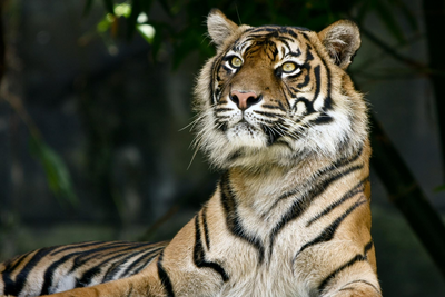 Aufmerksame Tigeraugen, Indien Rundreise