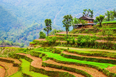 Reisfelder nahe Pokhara, Nepal