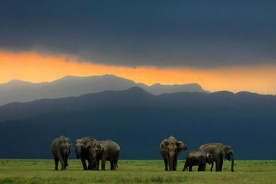 Elefanten im Corbett Nationalpark, Indien Himalaya Reise