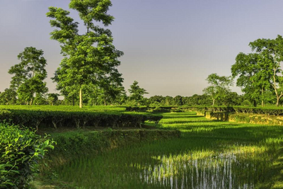 Teeplantage in Jorhat, Ostindien Reise