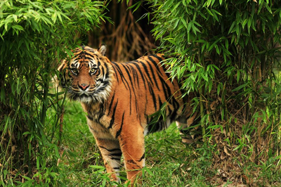 Bengalischer Tiger, Ranthambore, Indien Naturreise, Nationalpark