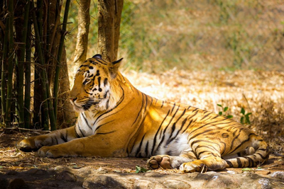 Tiger im Corbett Nationalpark, Indien Himalaya Reise