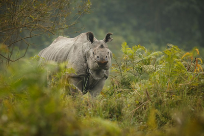 Nashorn im Kaziranga Nationalpark, Indien Naturreise