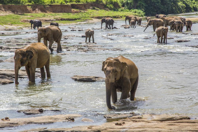 Elefanten im Chitwan Nationalpark, Nepal Rundreise