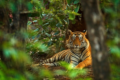 Tiger in Ranthambore, Indien Luxusreise