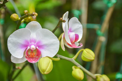 Orchideen in Kalimpong, Sikkim, Indien Kulturreise, Blumen