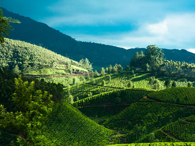 Teeplantage in Sikkim, Indien Kulturreise, Kultur