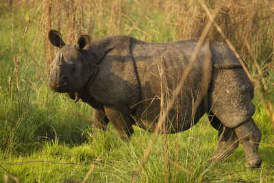 Nashorn im Chitwan Nationalpark, Nepal Reise