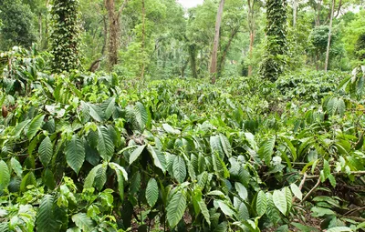 Kaffeeplantage in Karnataka/Indien