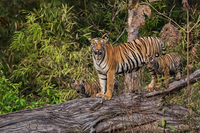 Tiger im Tadoba und Andhari Tiger Reserve, Indien Naturreise, Raubkatze