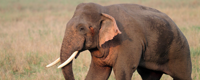 Elephant im Corbett Nationalpark, Indien Reise