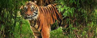 Tiger, Nationalpark, Indien Rundreise