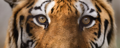 Tiger, Ranthambore Nationalpark, Indien Reise