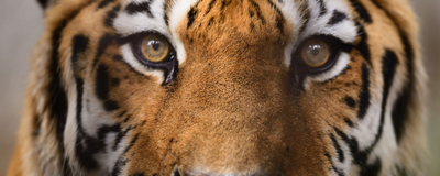 Tiger, Ranthambore Nationalpark, Indien Reise