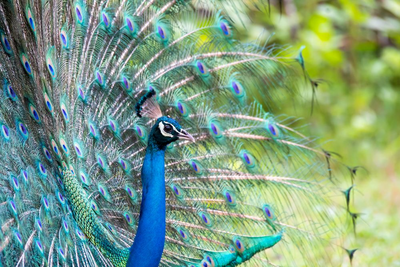 Pfau im Nagarhole Nationalpark, Indien Reise