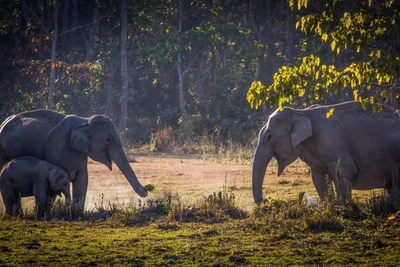 Elefanten im Kaziranga National Park, Ostindien Reise, Natur