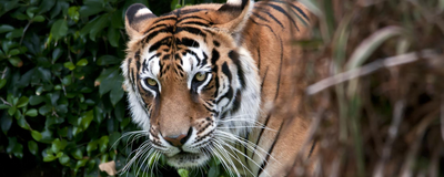 Tiger im Dschungel, Indien Rundreise