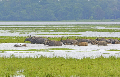 Wasserbüffel im Kaziranga Nationalaprk, Indien Naturreise