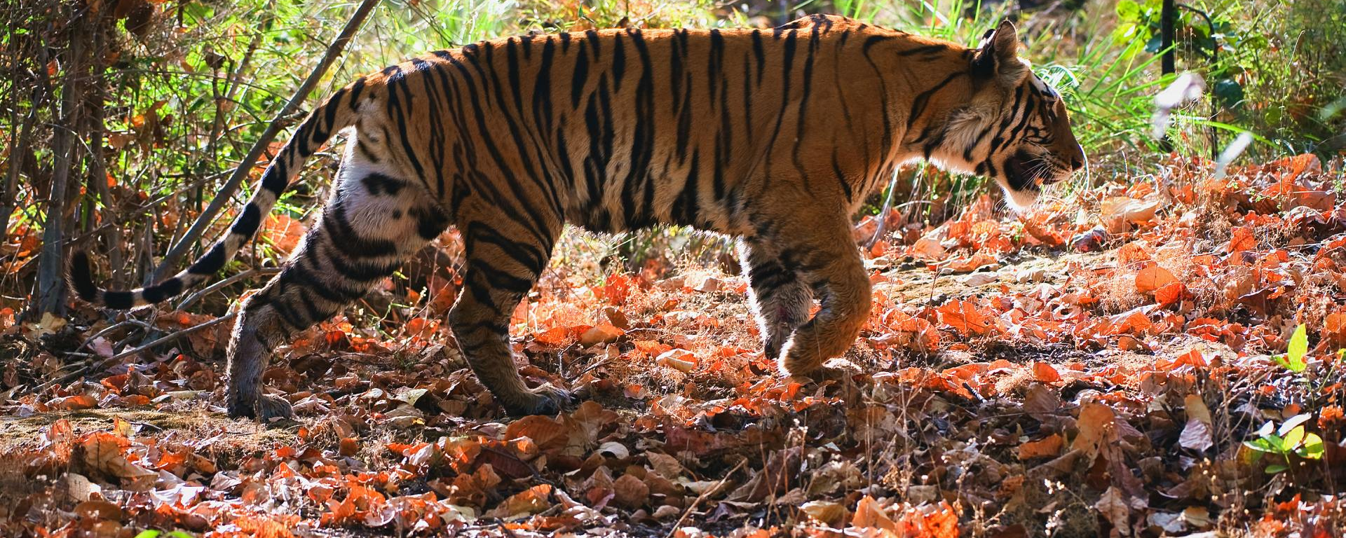 Bengalischer Tiger, Bandhavgarh, Indien Rundreise