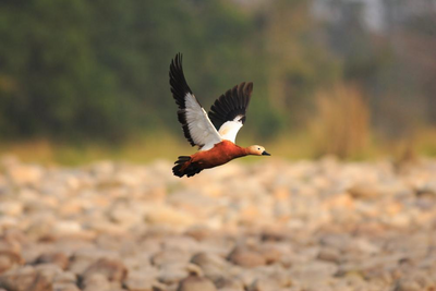 Rostgans, Nameri National Park, Ostindien Reise, Natur
