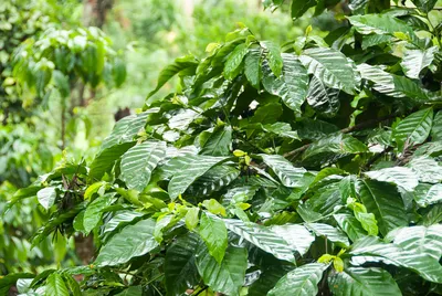 Kaffeestrauch in Karnataka/Südindien