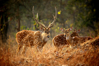 Wilde Rehe im Panna National Park, Madhya Pradesh, Indien Naturreise, Wildtiere