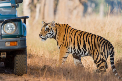 Tiger im Kanha Tiger Reservat, Indien Naturreise, Safari