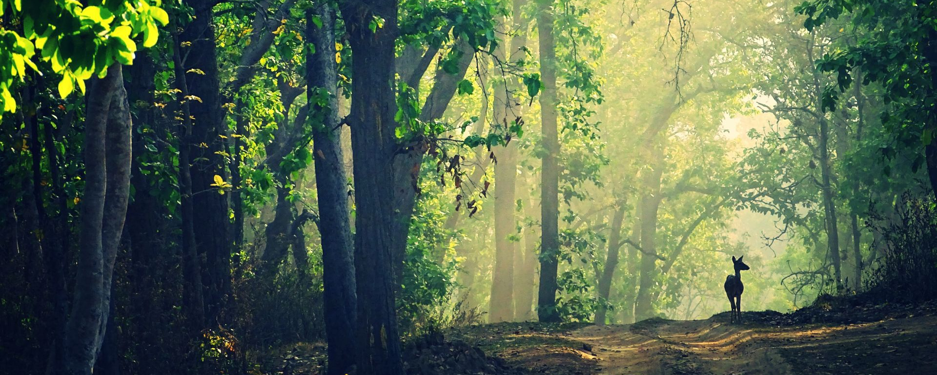 Kanha Nationalpark, Indien Reisen