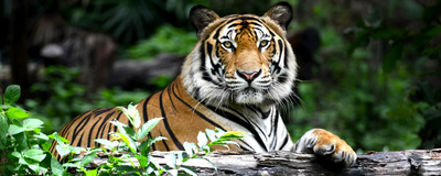 Bengalischer Tiger im Nationalpark von Ranthambore, Indien Naturreise, Raubkatze
