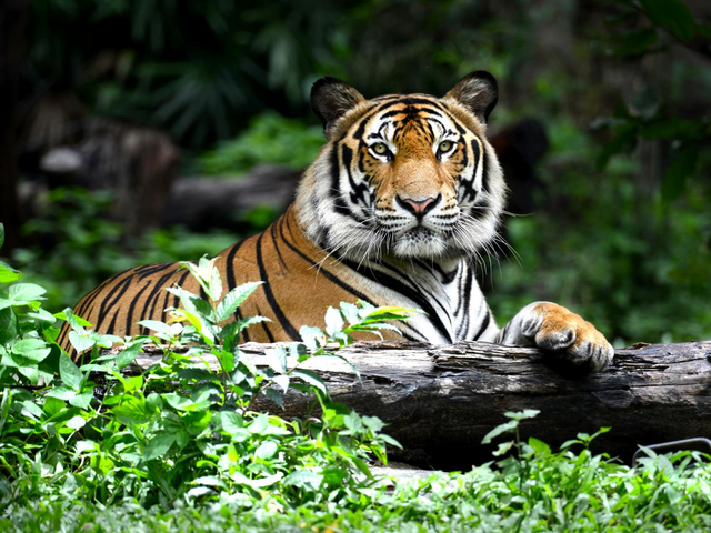 Bengalischer Tiger im Nationalpark von Ranthambore, Indien Naturreise, Raubkatze