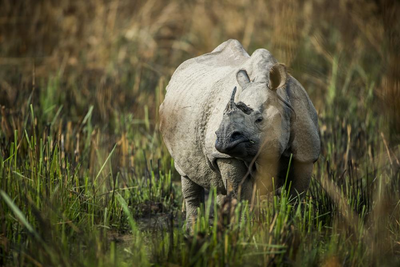 Nashorn im Chitwan National Park, Nepal Rundreise