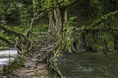 Heiliger Wald Mawphlang, Ostindien Reise, Natur
