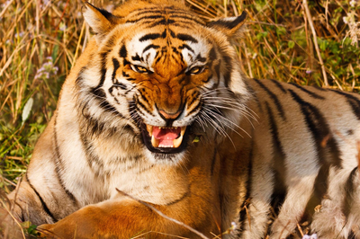 Tiger, Corbett Nationalpark, Indien Rundreise