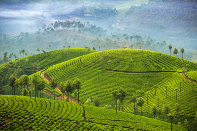 Teeplantagen in Munnar, Kerala, Indien Yoga Reise