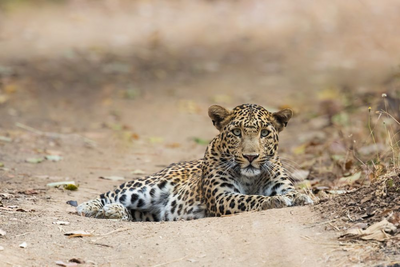Indischer Leopard, Indien Rundreise