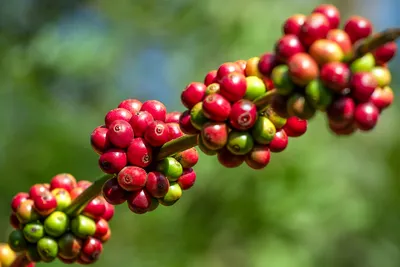 Kaffeekirschen kurz vor der Ernte
