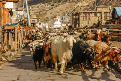 Ziegen auf den Straßen von Nepal, Indien Kombinationsreise, Best of