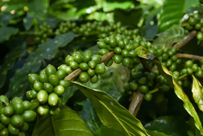 Unreife Kaffeekirsche am Strauch