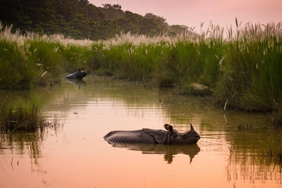 Nashörner im Chitwan Nationalpark, Nepal und Indien Rundreise, Sonnenuntergang