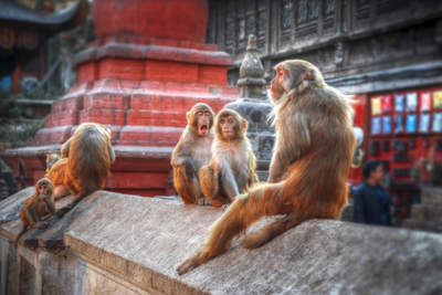 Affen im Pashupatinath Tempel, Kathmandu, Nepal und Indien Rundreise, Tiere