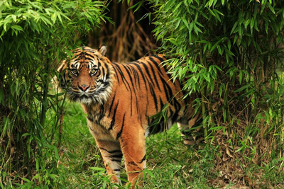Tiger im Ranthambore Nationalpark, Indien Rundreise